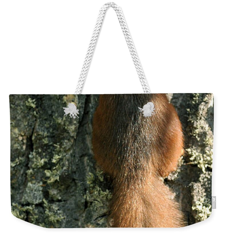 Squirrel Weekender Tote Bag featuring the photograph Red Squirrel #1 by Gavin Macrae