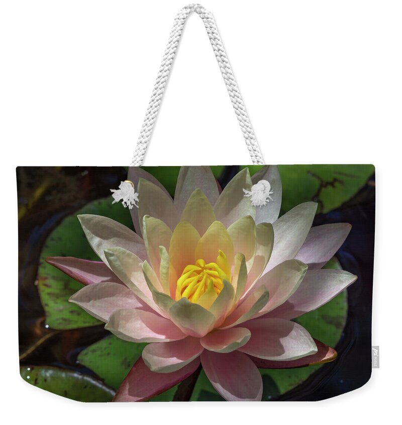 Flower Weekender Tote Bag featuring the photograph A Water Lily by Bruce Frye