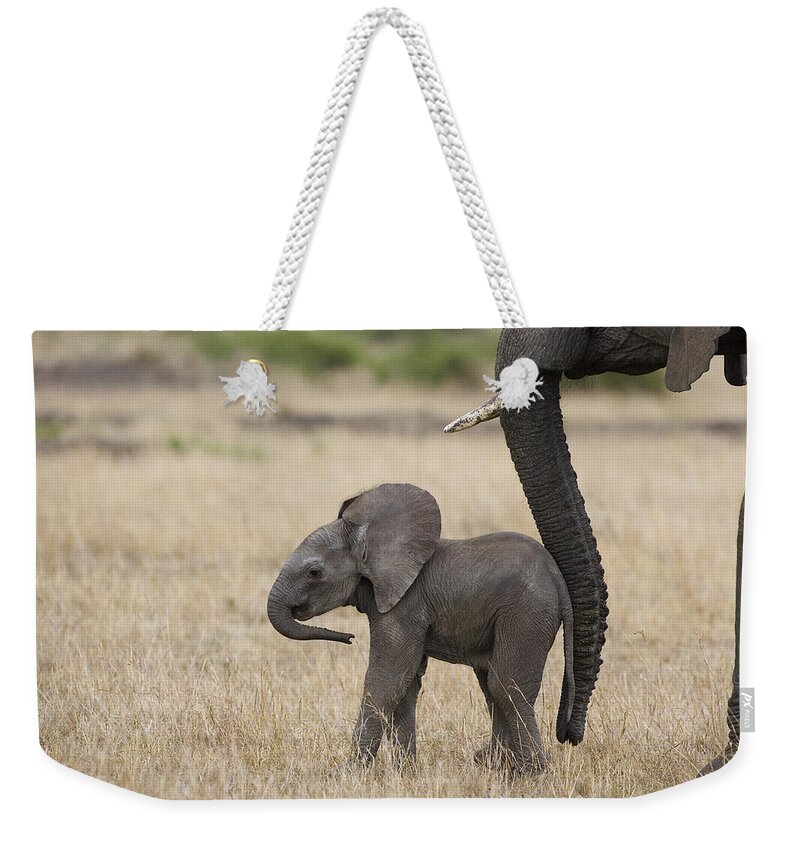 00784040 Weekender Tote Bag featuring the photograph African Elephant Mother And Under 3 by Suzi Eszterhas