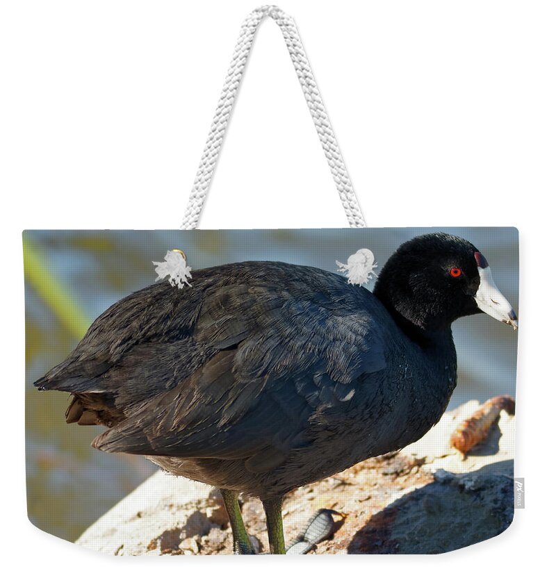 Shorebird Weekender Tote Bag featuring the photograph American Coot #1 by Natural Focal Point Photography
