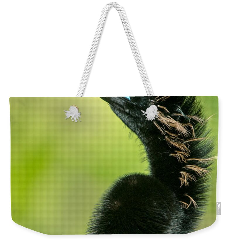 Photography Weekender Tote Bag featuring the photograph Anhinga Anhinga Anhinga, Tortuguero #1 by Panoramic Images