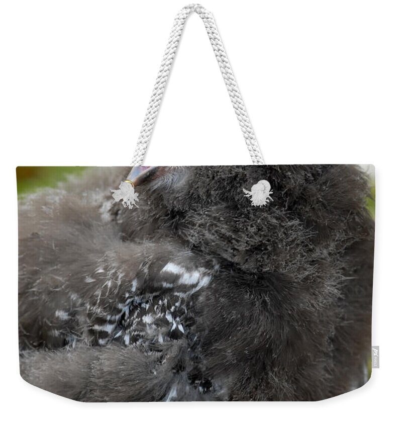 Snowy Owl Baby Weekender Tote Bag featuring the photograph Baby Snowy Owl #1 by JT Lewis