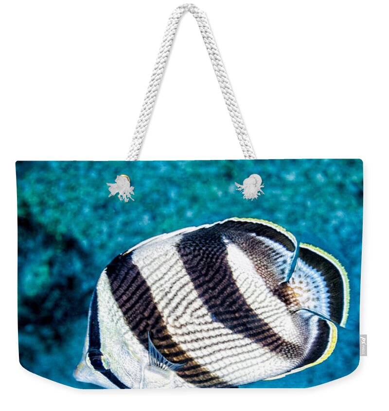 Banded Butterflyfish Weekender Tote Bag featuring the photograph Banded Butterflyfish by Perla Copernik
