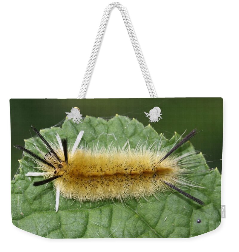 Banded Tussock Moth Caterpillar Weekender Tote Bag featuring the photograph Banded Tussock Moth caterpillar #2 by Doris Potter