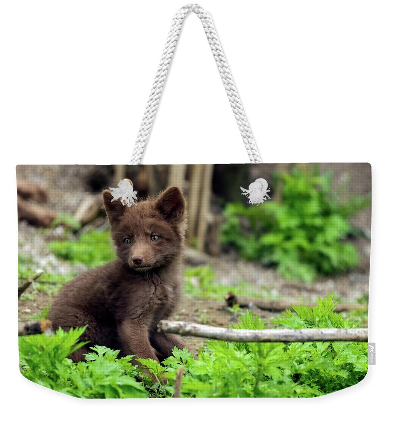 Fox Cub Weekender Tote Bag featuring the photograph Beautiful fox cub #1 by Sam Rino