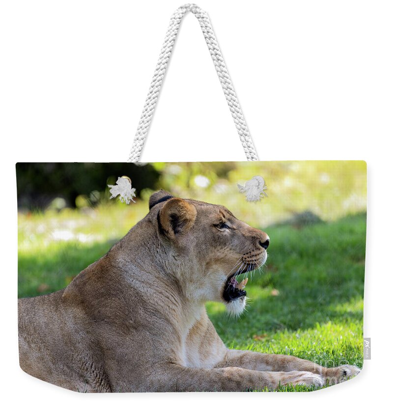 Lioness Weekender Tote Bag featuring the photograph Beautiful Lioness Portrait #2 by Sam Rino