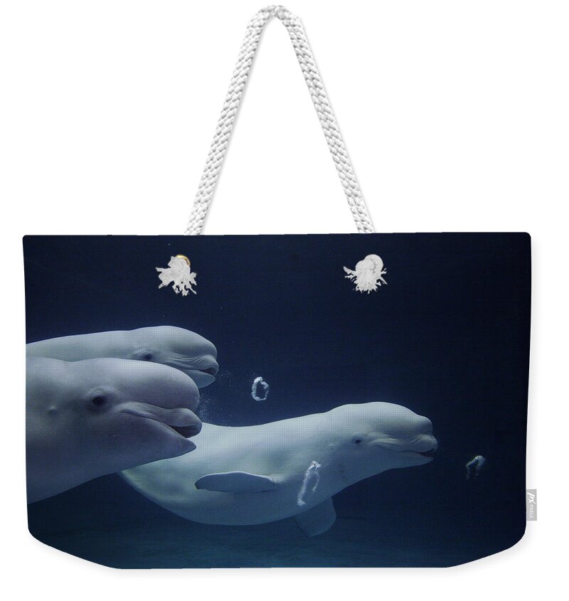 Mp Weekender Tote Bag featuring the photograph Beluga Delphinapterus Leucas Whale Trio by Hiroya Minakuchi