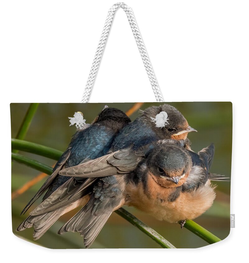Birds Weekender Tote Bag featuring the photograph Birds of a Feather #1 by Derek Dean