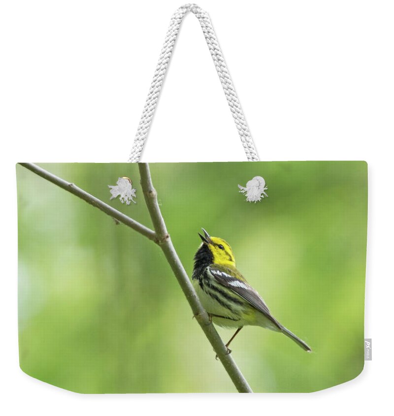 Black-throated Green Warbler Weekender Tote Bag featuring the photograph Black-Throated Green Warbler #1 by Jim Zablotny