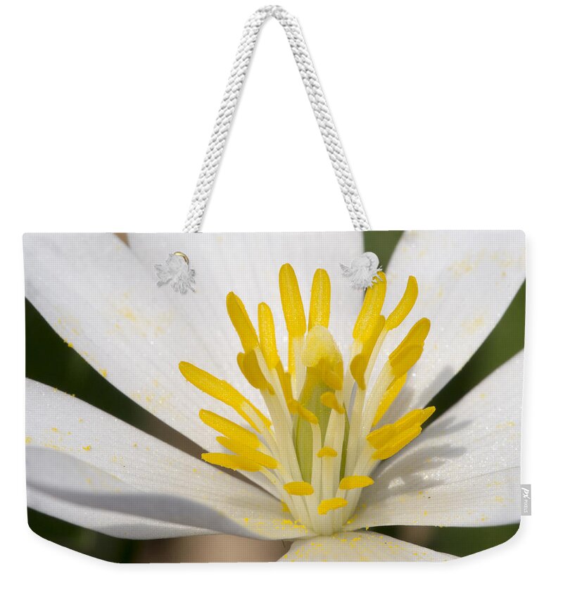 Flowers Weekender Tote Bag featuring the photograph Bloodroot flowers #1 by Steven Ralser