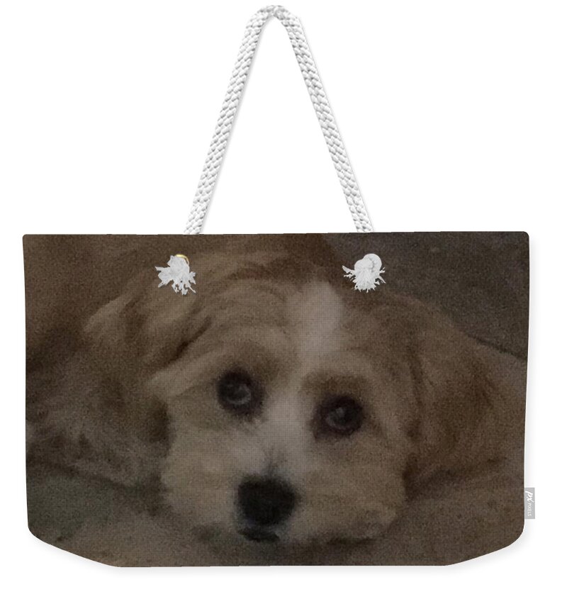 Puppy Weekender Tote Bag featuring the photograph Brandy #1 by Val Oconnor