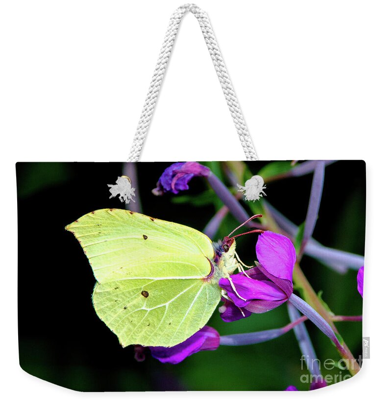 Animal Weekender Tote Bag featuring the photograph Brimstone butterfly #1 by Amanda Mohler