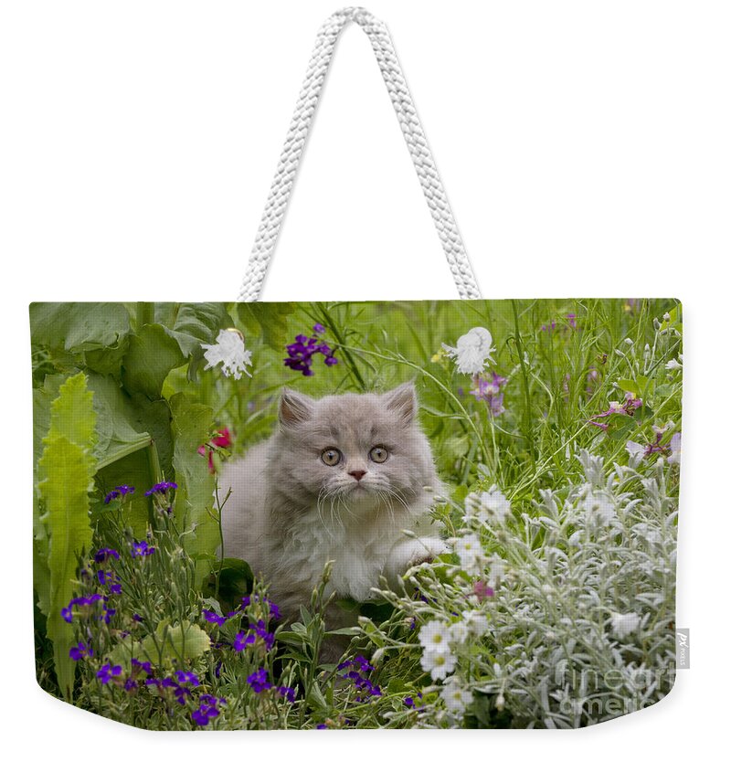 Cat Weekender Tote Bag featuring the photograph British Longhair Cat #1 by John Daniels