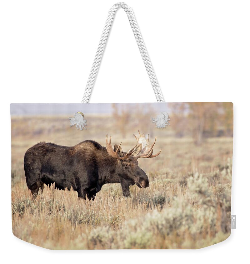 Moose Weekender Tote Bag featuring the photograph Bull Moose #1 by Eilish Palmer