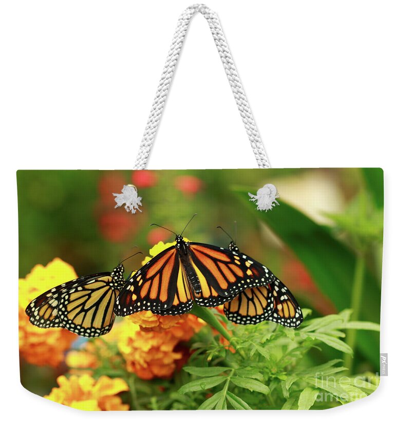 Monarch Butterflies Weekender Tote Bag featuring the photograph Butterfly Monarchs on Mums #2 by Luana K Perez