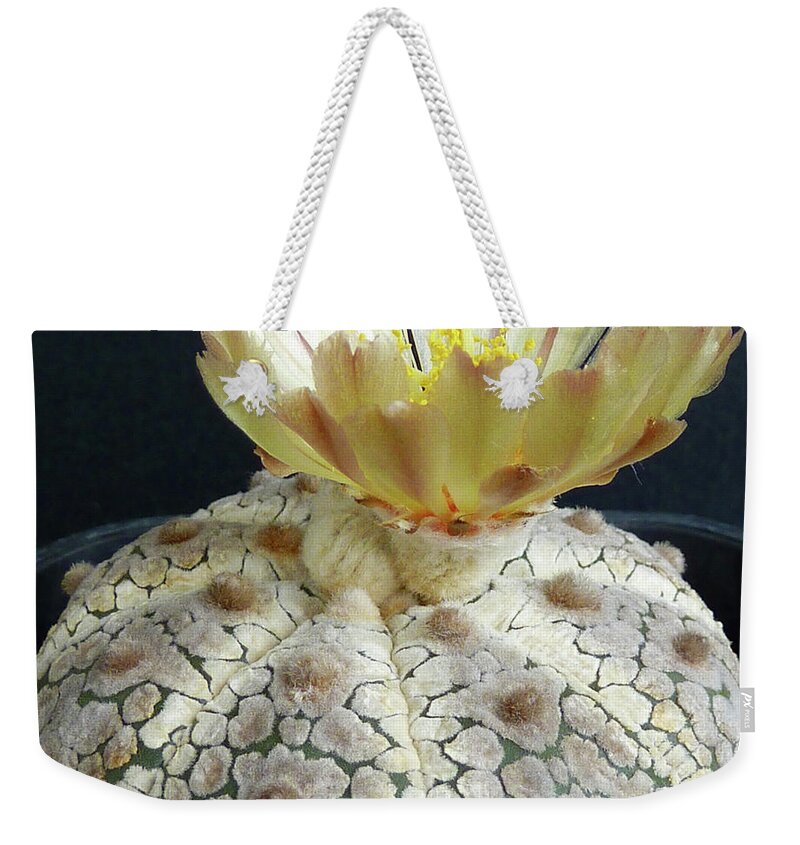 Cactus Weekender Tote Bag featuring the photograph Cactus Flower 1 #1 by Selena Boron