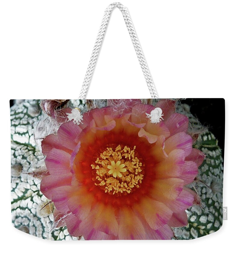 Cactus Weekender Tote Bag featuring the photograph Cactus Flower 5 #1 by Selena Boron