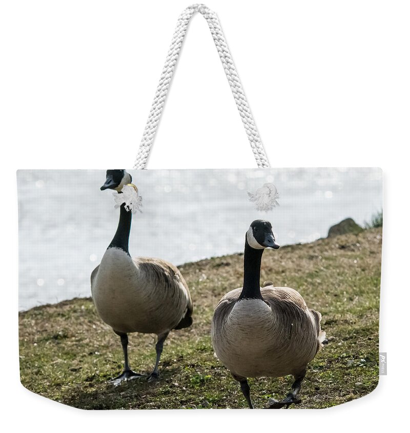 Jan Holden Weekender Tote Bag featuring the photograph Canada Geese   by Holden The Moment
