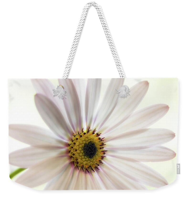 Floral Weekender Tote Bag featuring the photograph Cape Daisy #3 by Shirley Mitchell