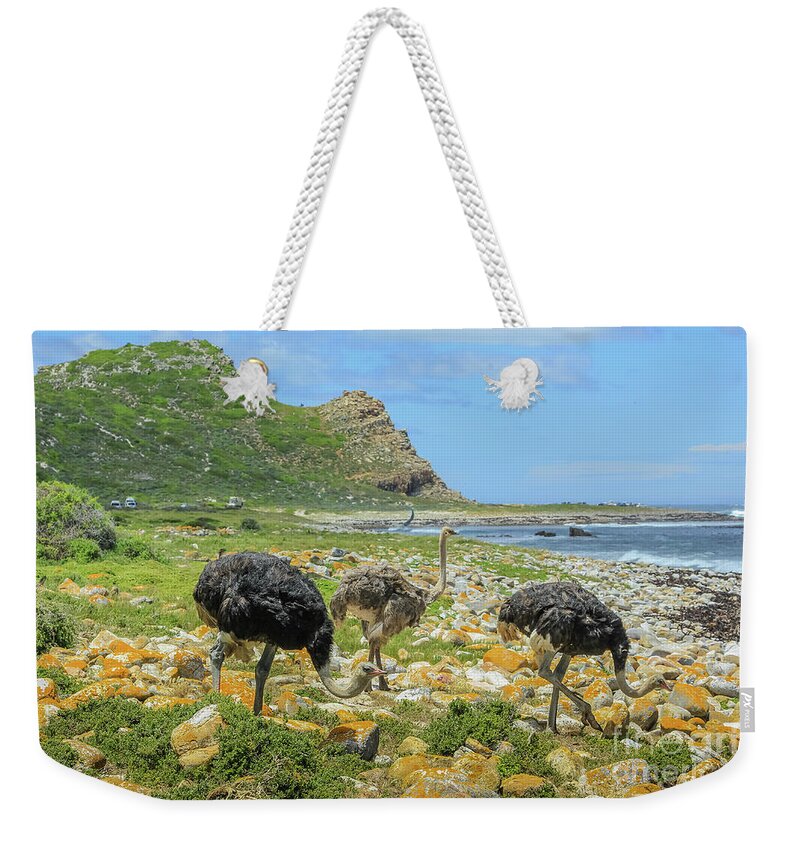 Three Ostriches Weekender Tote Bag featuring the photograph Cape of Good Hope South Africa #1 by Benny Marty
