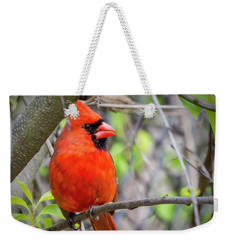 2d Weekender Tote Bag featuring the photograph Cardinal Perched #1 by Brian Wallace