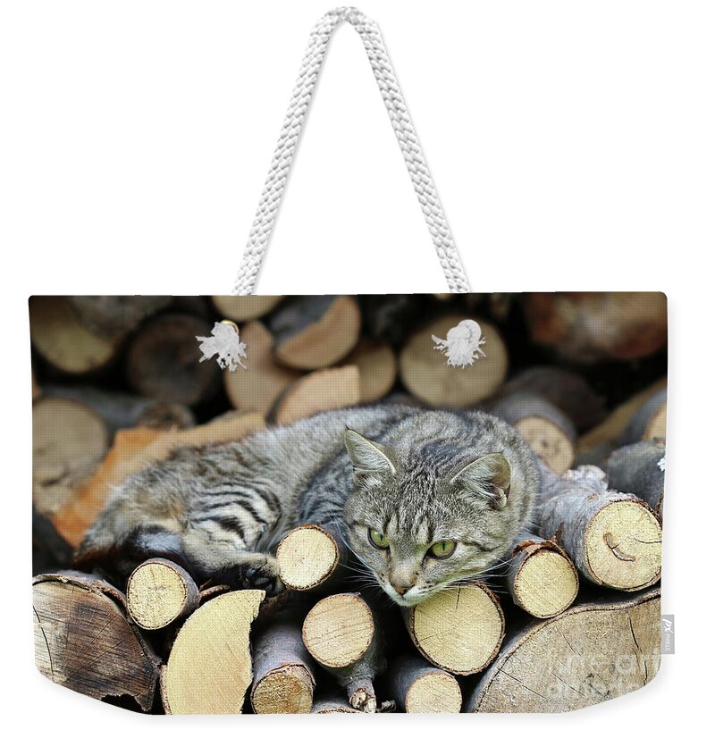 Rest Weekender Tote Bag featuring the photograph Cat resting on a heap of logs #1 by Michal Boubin