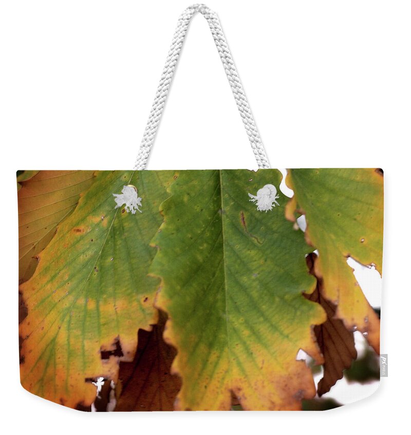 Fall Weekender Tote Bag featuring the photograph Changing Leaves #1 by George Taylor