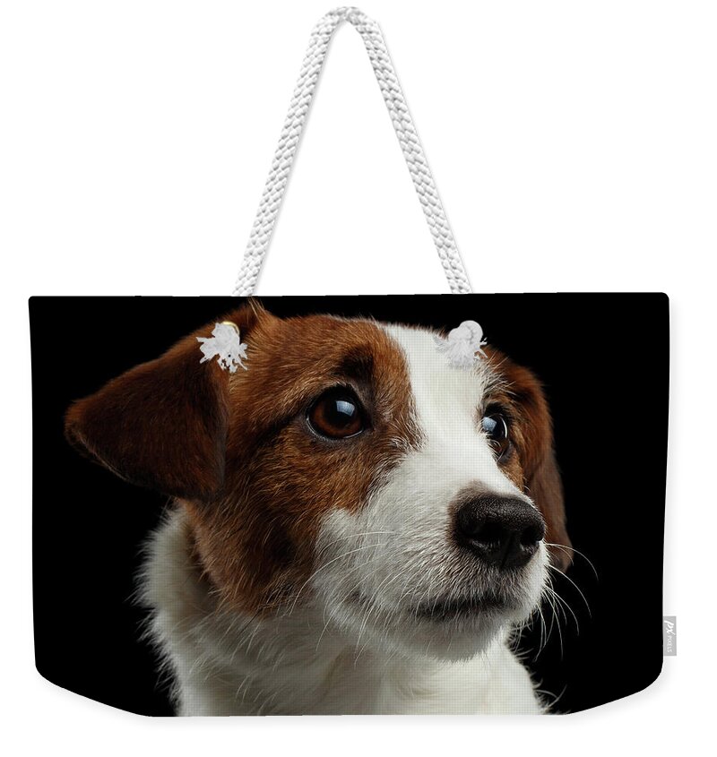  Closeup Weekender Tote Bag featuring the photograph Closeup Portrait of Jack Russell Terrier Dog on Black by Sergey Taran