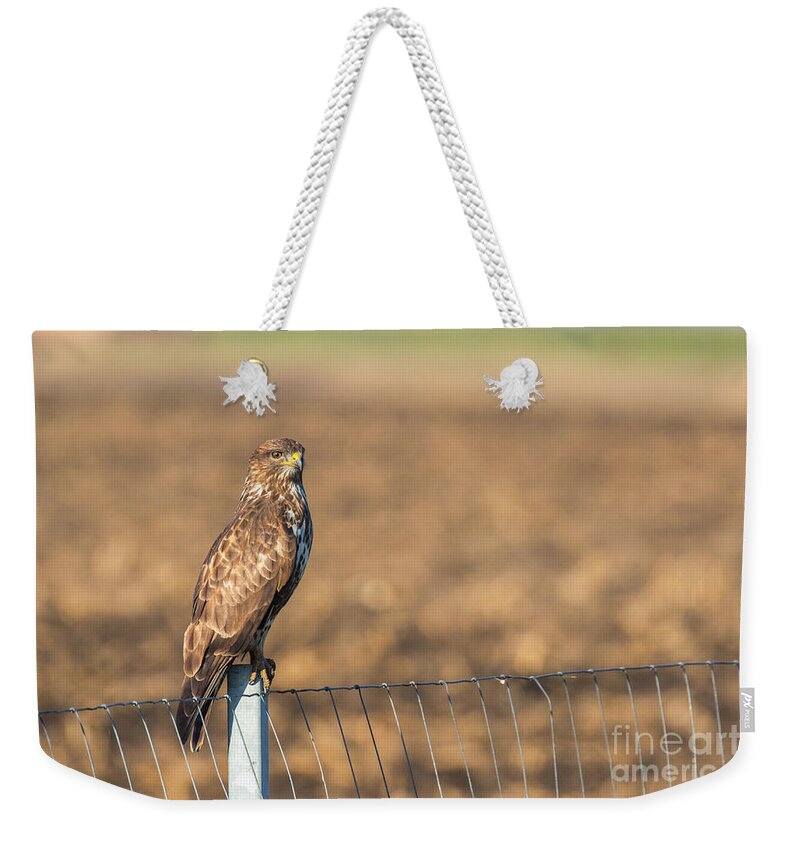Accipitridae Weekender Tote Bag featuring the photograph Common Buzzard Along the Highway Nis - Budapest #1 by Jivko Nakev