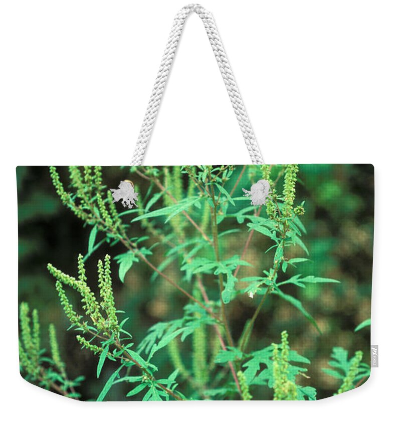 Plant Weekender Tote Bag featuring the photograph Common Ragweed In Flower by John Kaprielian