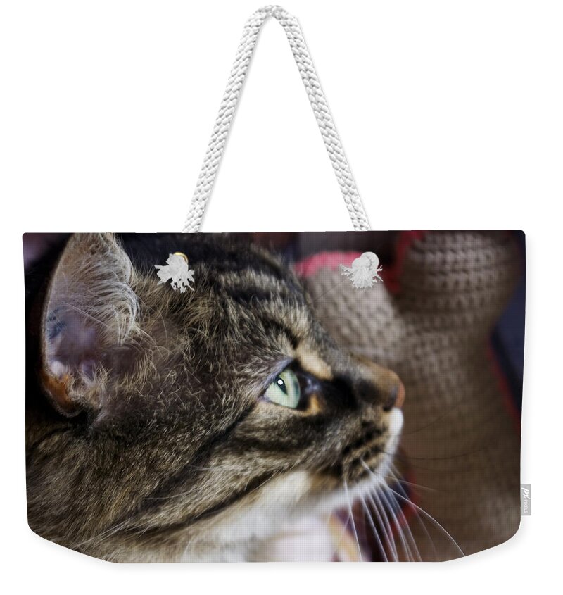 Animals Weekender Tote Bag featuring the photograph Concentration #2 by Rhonda McDougall