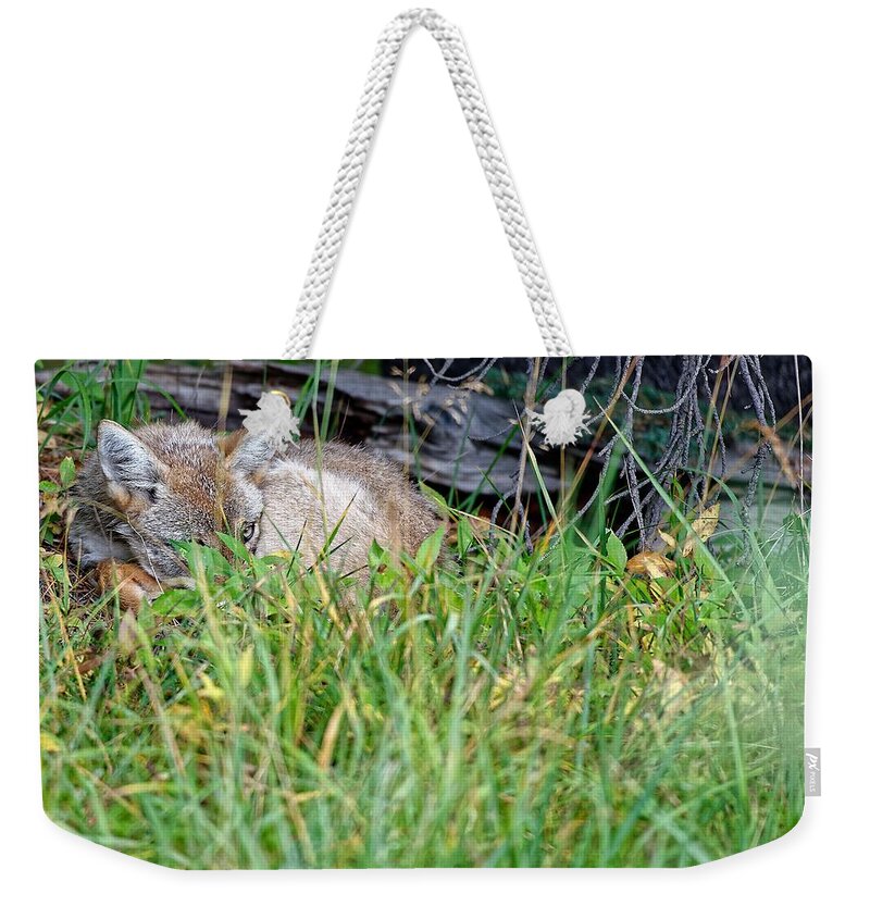 Wild Life Coyote Weekender Tote Bag featuring the photograph Coyote #1 by Edward Kovalsky
