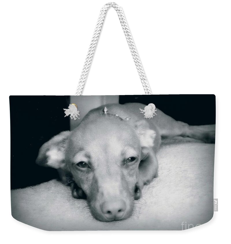 Wiener Dog Weekender Tote Bag featuring the photograph Day Dreaming Doxie #1 by Leah McPhail