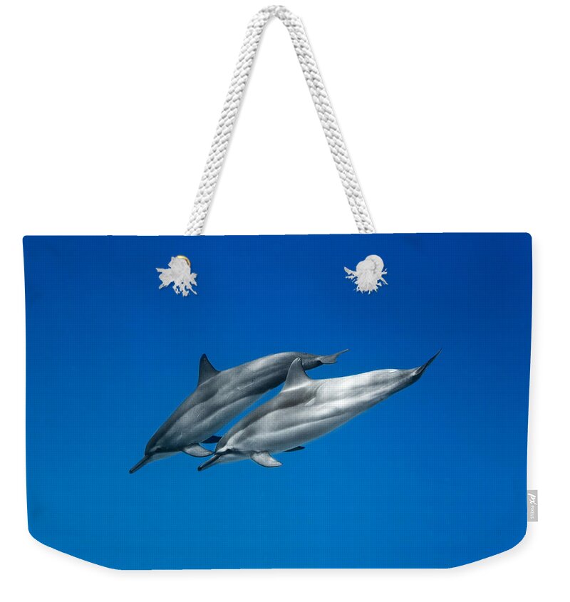  Serenity Weekender Tote Bag featuring the photograph Dolphin Pair #1 by Sean Davey