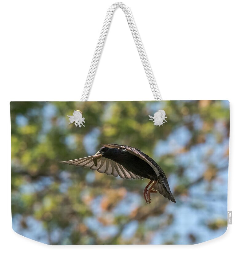 Starling Weekender Tote Bag featuring the photograph European Starling  by Holden The Moment