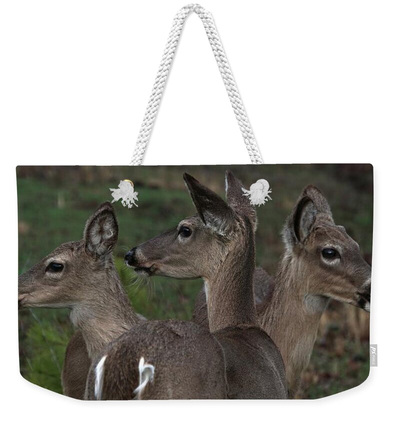 Deer Weekender Tote Bag featuring the photograph Family #2 by Bill Stephens