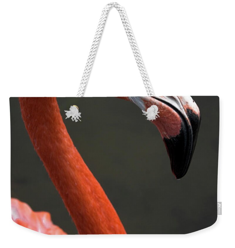 Flamingo Weekender Tote Bag featuring the photograph Flamingo by Christopher Holmes