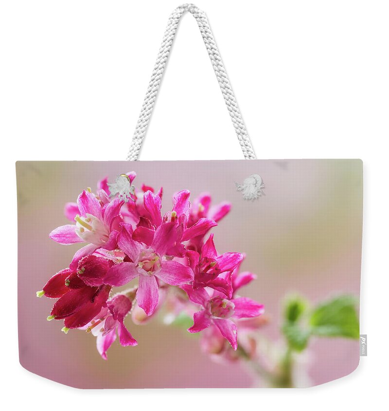 Plant Weekender Tote Bag featuring the photograph Flowering Currant #1 by Shirley Mitchell