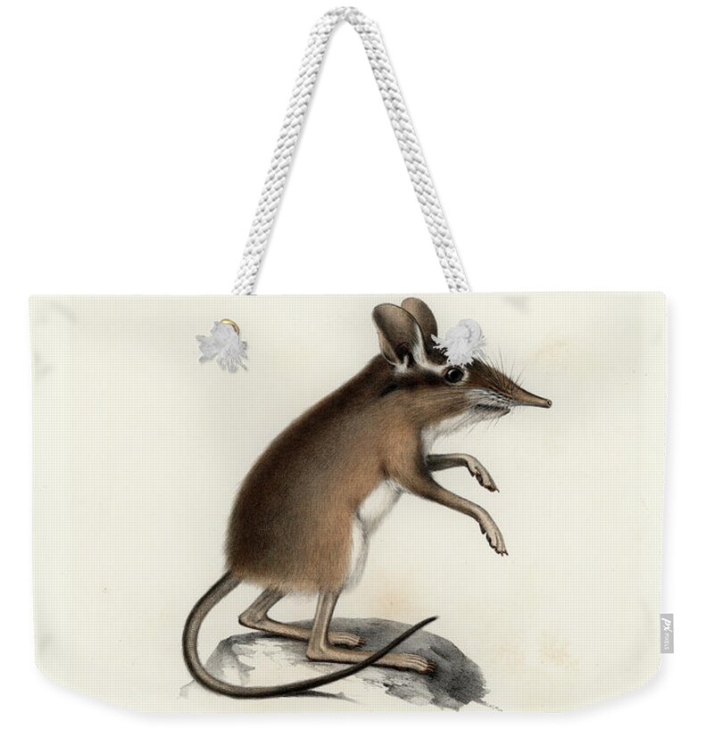 Shrews Weekender Tote Bag featuring the drawing Four-toed Elephant Shrew #1 by J D L Franz Wagner