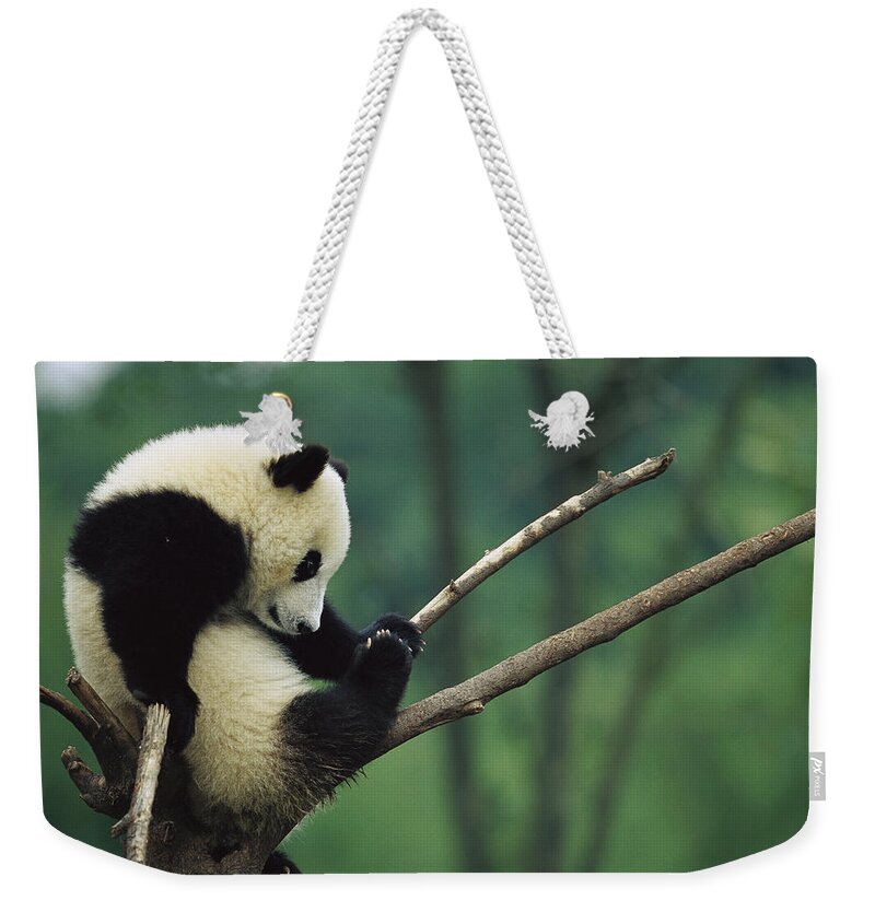 Mp Weekender Tote Bag featuring the photograph Giant Panda Ailuropoda Melanoleuca Year by Cyril Ruoso
