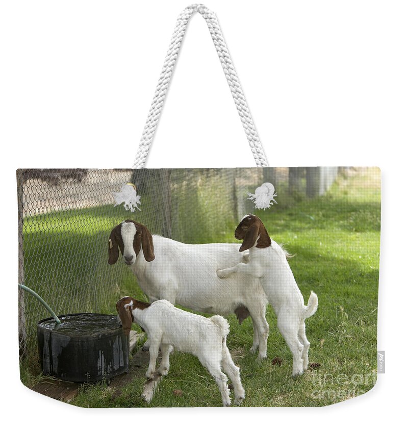 Boer Goat Weekender Tote Bag featuring the photograph Goat With Kids by Inga Spence