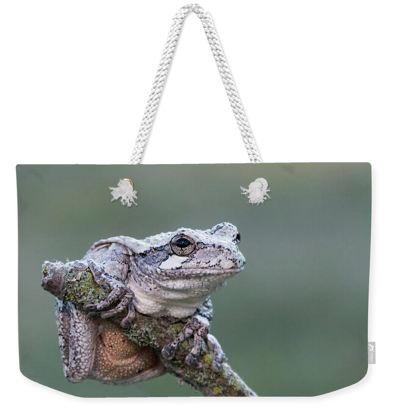 Tree Frog Weekender Tote Bag featuring the photograph Gray Tree Frog #2 by Jim Zablotny