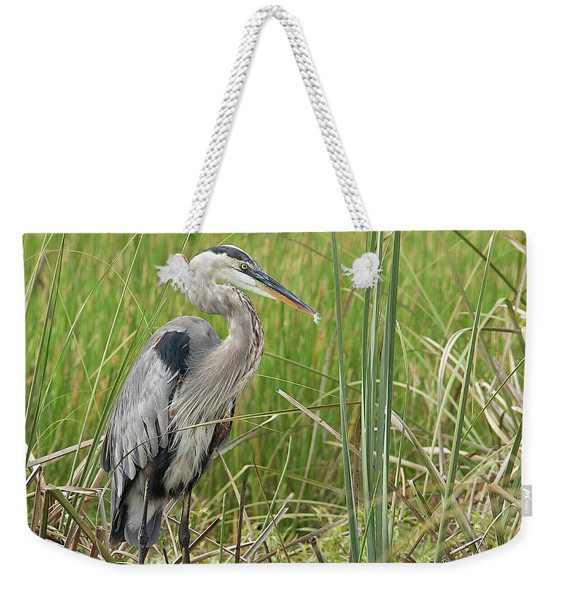 Great Weekender Tote Bag featuring the photograph Great Blue Heron #1 by Richard Goldman