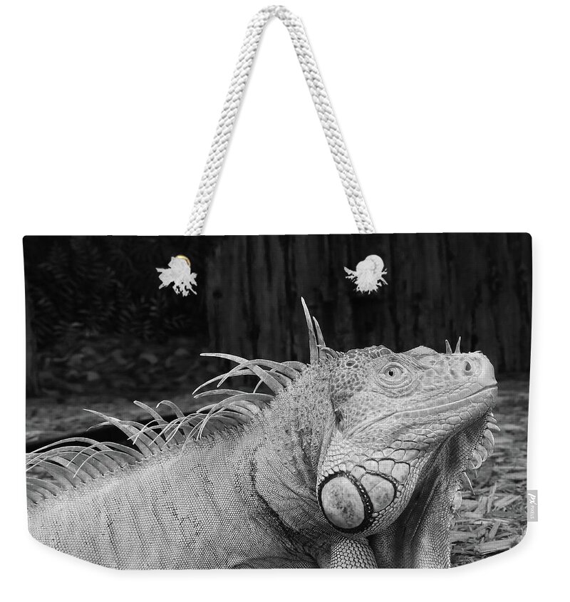 Photo For Sale Weekender Tote Bag featuring the photograph Green Iguana #1 by Robert Wilder Jr