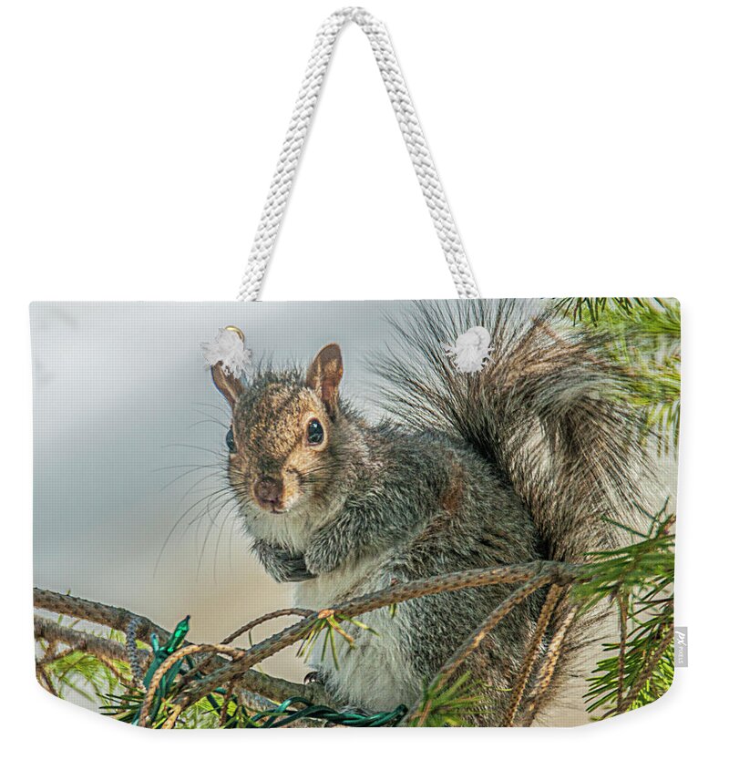 Nature Weekender Tote Bag featuring the photograph Greetings #1 by Cathy Kovarik