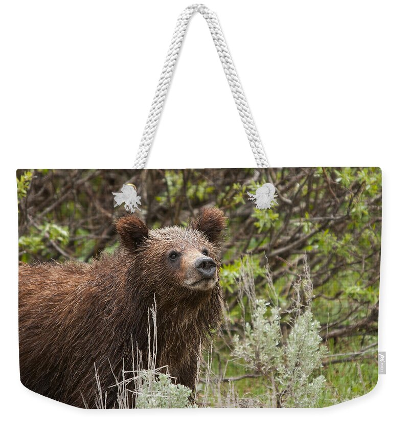 Yellowstone Weekender Tote Bag featuring the photograph Grizzly Cub #1 by Steve Stuller