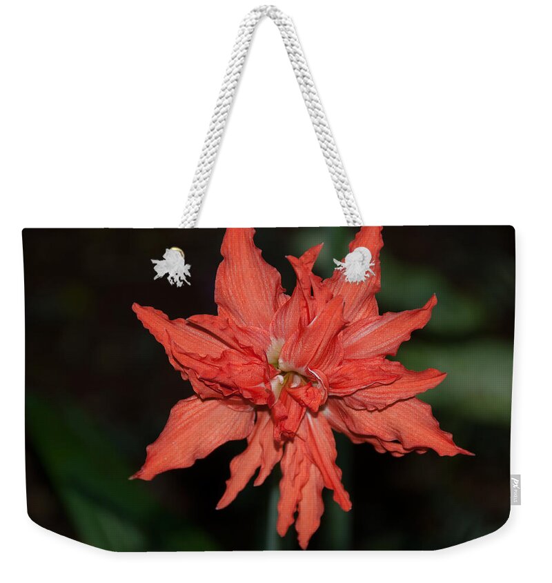 Mexico Yucatan Weekender Tote Bag featuring the digital art Hostal Candelaria #1 by Carol Ailles