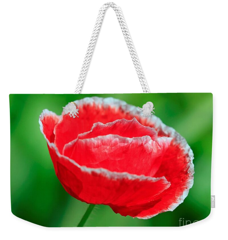 Mccombie Weekender Tote Bag featuring the photograph Iceland Poppy from the Garden Gnome Mix #5 by J McCombie