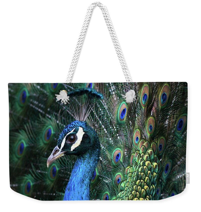 Indian Weekender Tote Bag featuring the photograph Indian Peacock with tail feathers up #1 by Andrew Michael