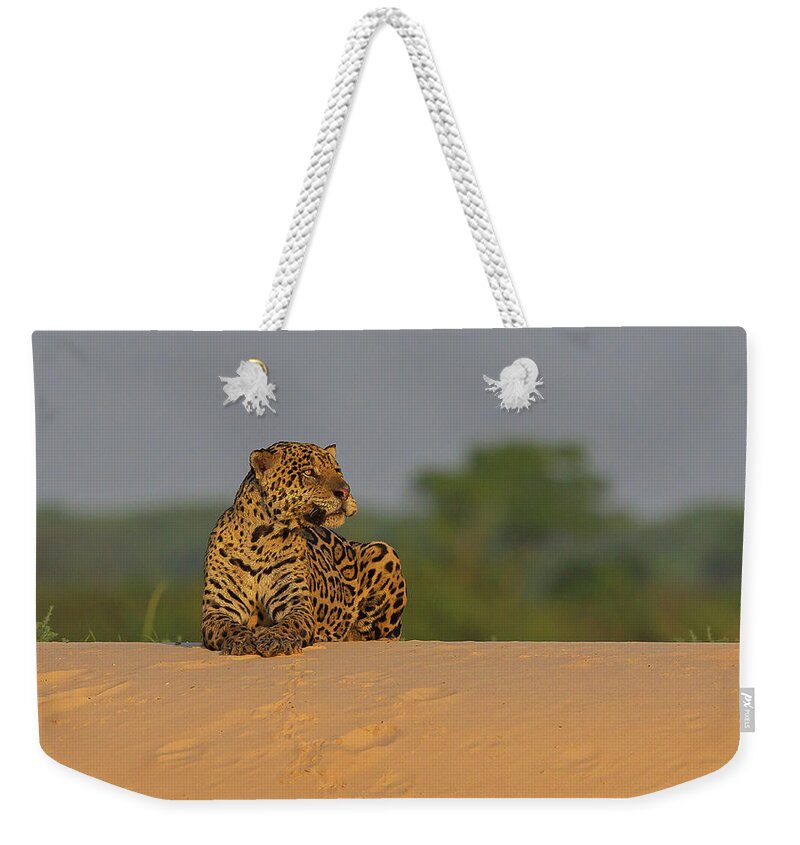 2016 Weekender Tote Bag featuring the photograph Jaguar #1 by Jean-Luc Baron